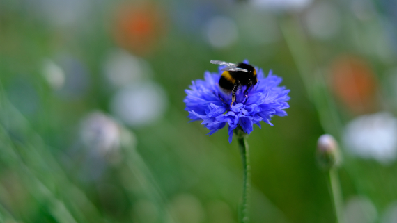 Photo focused on a bee hovering over a blue flower, with several other white and red flowers out of focus in the background
