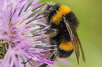 Close up of a bee, coved in pollen, on a purple flower.