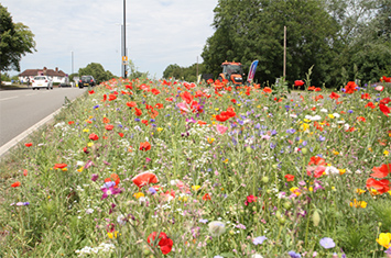 Floral meadow by roadside. Photograph courtesy of Coventry City Council