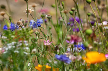 A selection of vibrant wildflowers with pink, blue and yellow blooms, on long green stems.